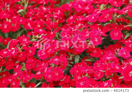 四季Nadesico 4814173