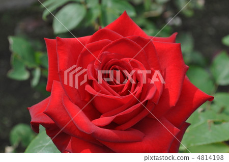 Hybrid  -  Tea Rose深紅玫瑰（激情） 4814198