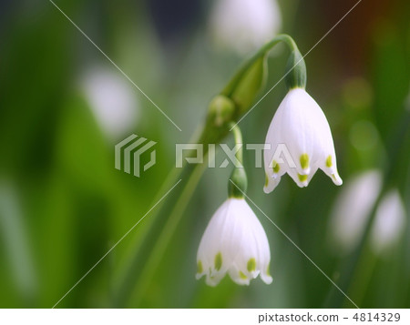雪花（Suzuran Narcissus） 4814329