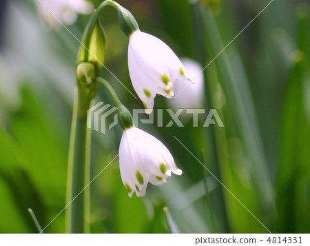 Snowflake (Suzuran Narcissus) 4814331