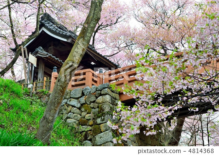 高田城遺址公園Sakuraunobashi 4814368