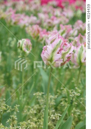 Tulip Green Wave Tulip Green Wave 4814439
