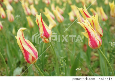 Tulip Mona Lisa 4814513