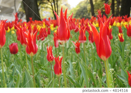 Tulip Aladdin Tulip Aladdin 4814516