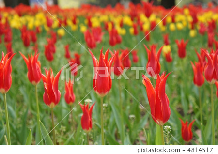 Tulip Aladdin 4814517