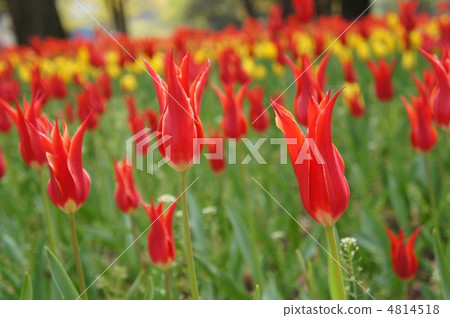 Tulip Aladdin 4814518