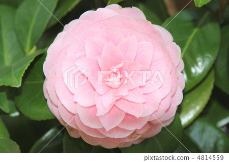 Camellia Camellia 4814559