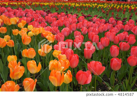 鬱金香花園 4814587