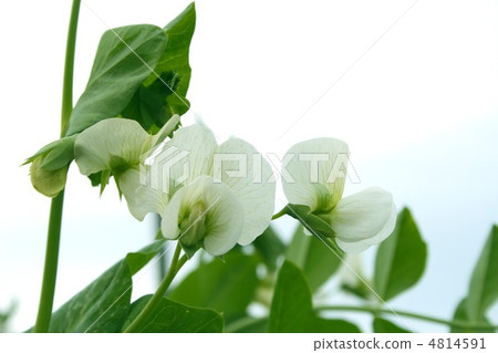 豌豆001 豌豆001 4814591