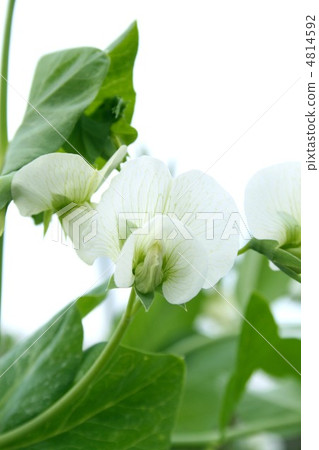 豌豆002 豌豆002 4814592