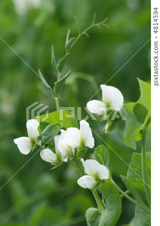 Pea 004 Pea 004 4814594