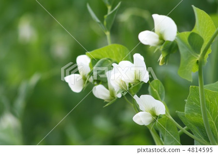 豌豆005 豌豆005 4814595