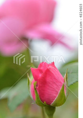 The bud of a rose The bud of a rose 4814603