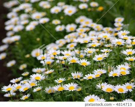 North Pole: Chrisannsemum 4814713