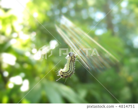 Hanging caterpillar 4814751