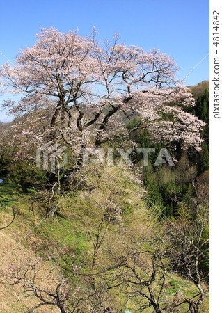 Cherry blossoms of Nagano prefecture Komagi Cherry blossoms of Nagano prefecture Komagi 4814842