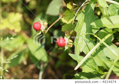 snake strawberry 4814874