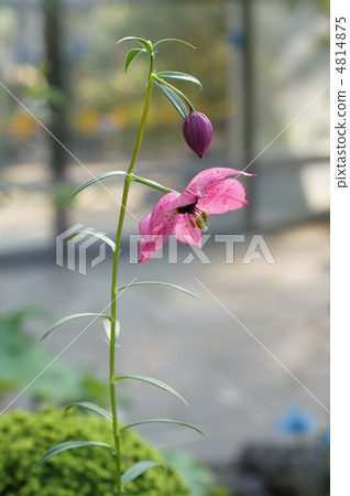 Remocalis Forrestie 4814875
