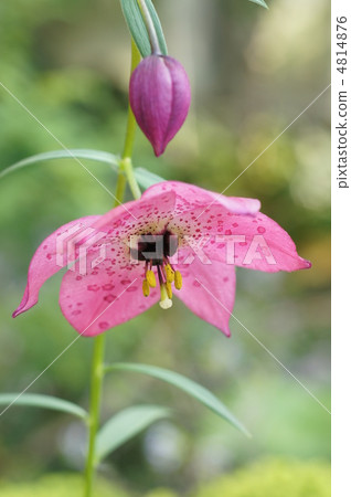Remocalis Forrestie Remocalis Forrestie 4814876