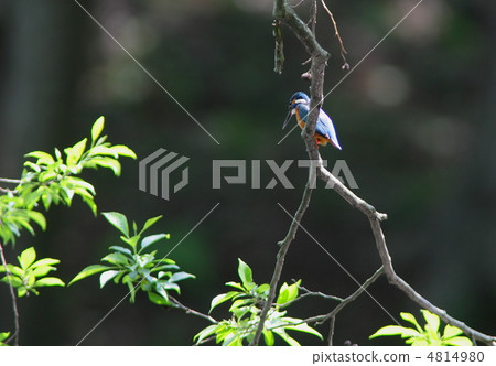 翠鳥瞄準獵物 4814980
