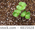 Cotton Futaba 4815028