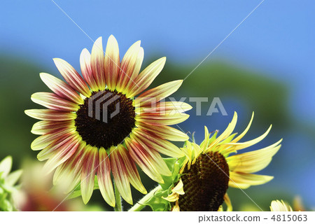 Ruby Eclipse 4815063