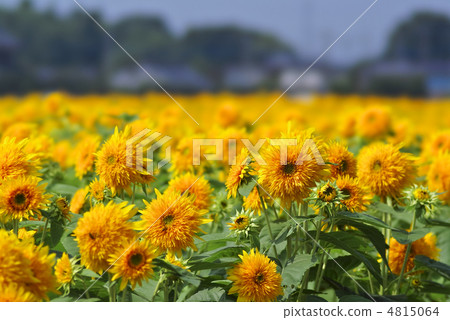 Tohoku Eighth 4815064