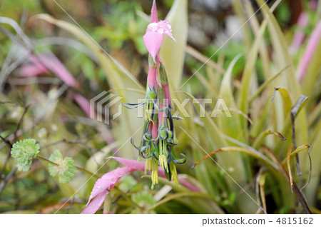 Bell Gear Nutance 4815162