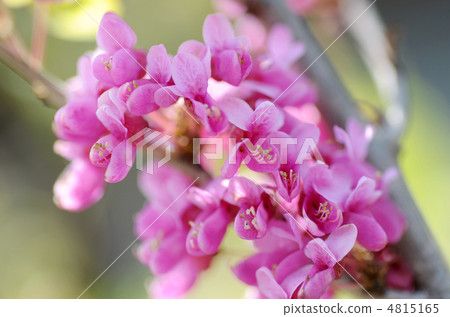 Hanazu Ow Hanazu Ow 4815165