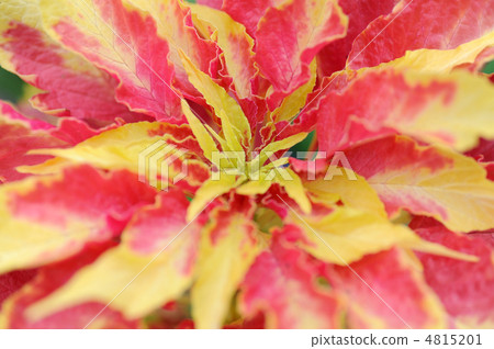 Hagiteito Hagiteito 4815201