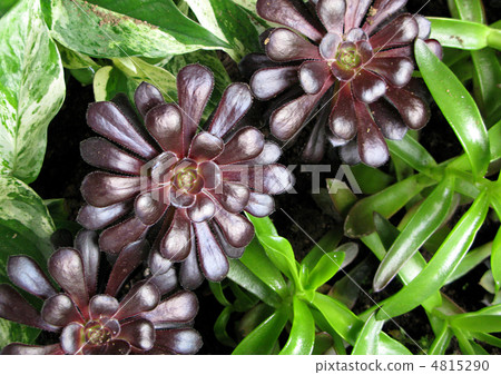 Eonium (black masters) 4815290