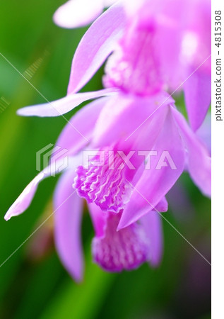 The flower core of a run 4815308