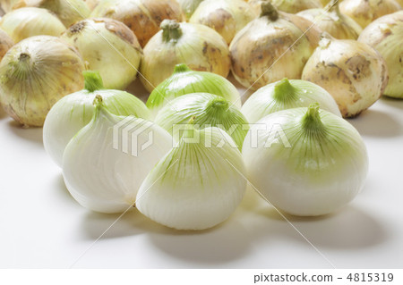 新洋蔥 4815319
