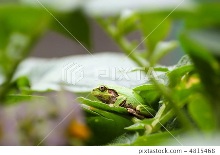 Frozen in green Frozen in green 4815468