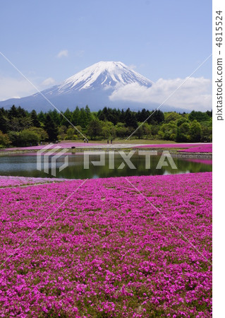 Fuji Shiba cherry-blossom Festival 4815524