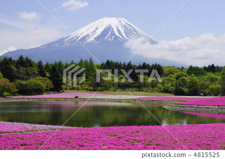 Fuji Shiba cherry-blossom Festival 4815525