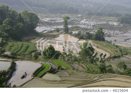 Plow the rice terraces with buffalo 4815604