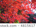 Autumn leaves 4815617