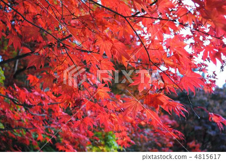 Autumn leaves Autumn leaves 4815617