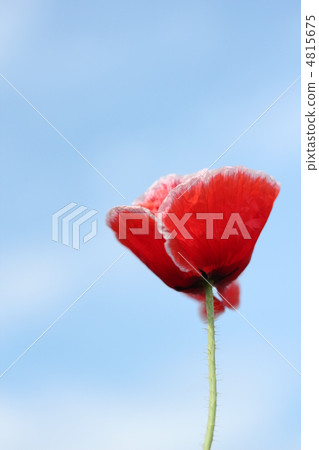 開花在藍天的紅色盤 - 鴉片 開花在藍天的紅色盤 - 鴉片 4815675