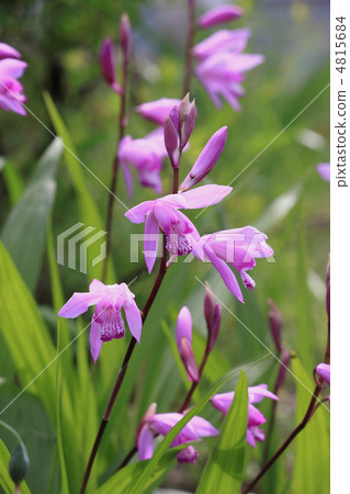 Flower view Color of early summer river 4815684