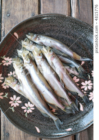 乾燥雄性薩哈林柳藻 4815776