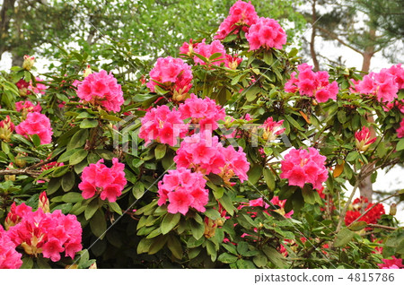 杜鵑 杜鵑 4815786