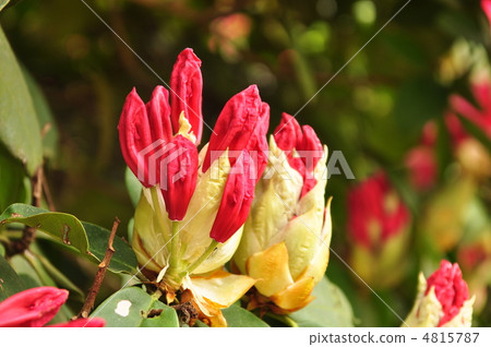 花蕾 花蕾 4815787