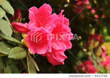 杜鵑 4815788