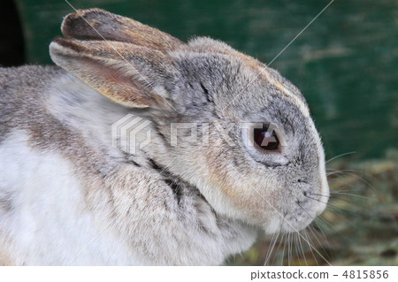 Rabbit's profile 4815856