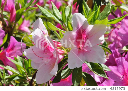 Omurasaki Azalea Omurasaki Azalea 4815973