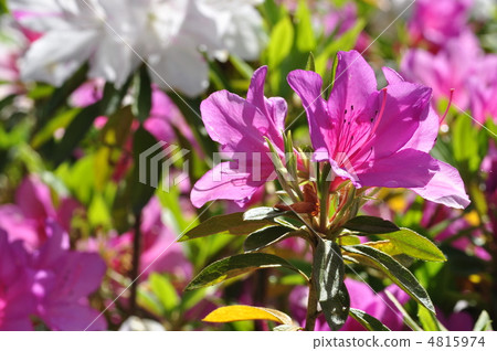 Omurasaki Azalea 4815974