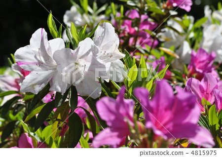 Omurasaki Azalea 4815975