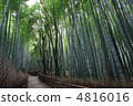 Sagano竹樹叢在京都 4816016